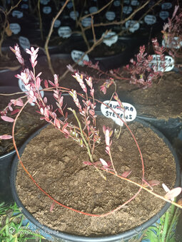 Brusinka velkoplodá Pilgrim a Stevens - 2