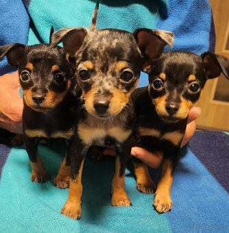 Pražský krysařik - 2