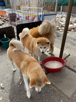 Akita inu štenátka - 2