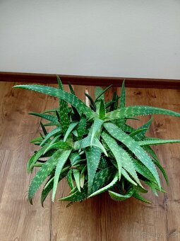 Aloe Vera - sazenice - 2