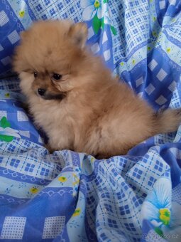 Pomeranian bez PP - štěně fenečka - 2