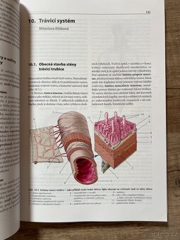 Přehled anatomie - 2