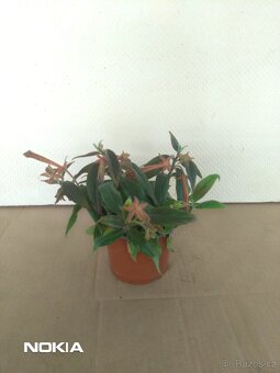 Columnea Sheideana. - 2