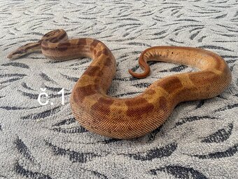 Boa Constrictor - Hroznýš královský - 2