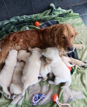 Zlatý retrívr, Labrador - 2