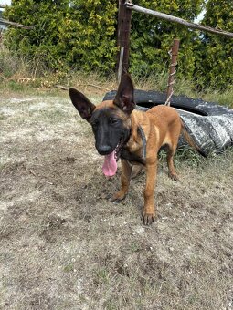 Malinois - 2