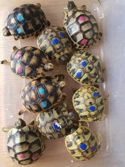 prodám mláďata želva zelenavá a vroubená - 2