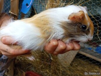 Morčata - samečci - 2