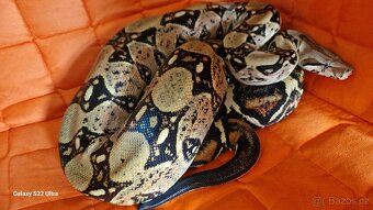 Mláďata hroznýše kralovskeho - 2