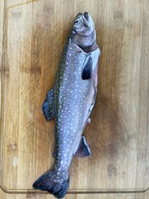 Siven americký, pstruh duhový, lososovitý - 2