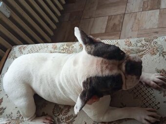 francouzský buldoček - 2