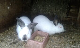 Kalifornský králík - 2