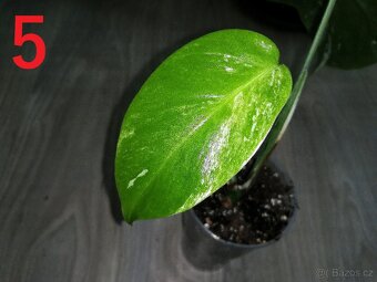 5.Monstera Deliciosa Albo variegata - 2