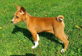 Basenji - prodám štěňata bez pp - 2