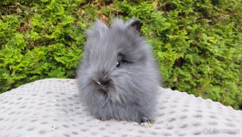 Zakrslý králík, králíček-(TEDDY)-OLAF A OLINA - 2