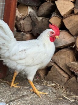 Kohouti leghorn - 2