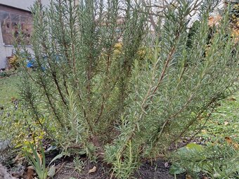 Rozmarýn - velký keř - 2