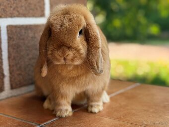 Minilop - zakrslý beránek - 2