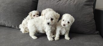 Bison štěňata s pp - 2