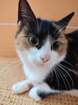 Darujeme krásnou roční tříbarevnou kočičku Leonku - 2