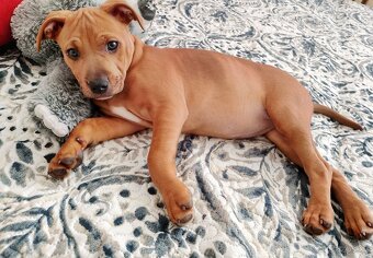 Prodám stěně pitbul amstaf - 2