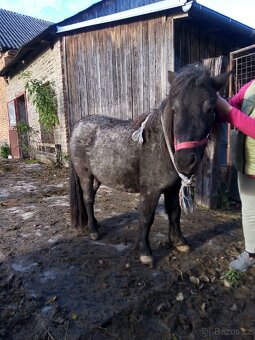 Shetland pony s pp - 2