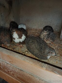 Krepelky-kohouti - 2