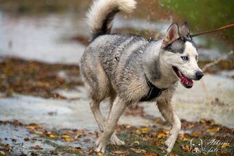 Daruji fenku sibiřský husky - 2