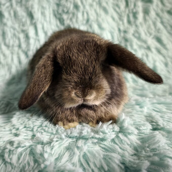 ⭐️ Vánoční ⭐️ Zakrslý beránek SATÉNOVÝ🍀 S3 🍀 - 2