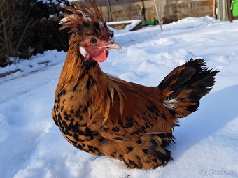 Kohout Pavlovky, Pavlovská slepice - 2