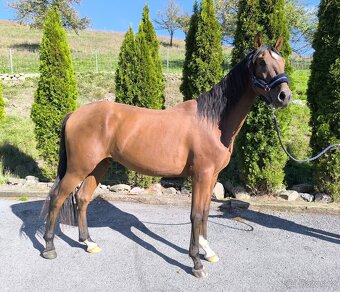 Figurantný 3r andalúzsky valach - 2