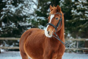 super pony kobylka - 2