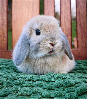 králíček MINILOP 💙 FLASH - 2