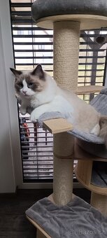 Prodám sourozence koček Ragdoll - 2
