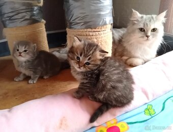 Britská koťátka s PP - 2
