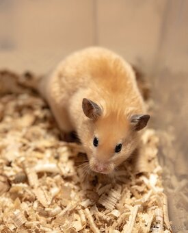 Křeček syrský - 2