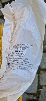 Sádbové brambory - 2