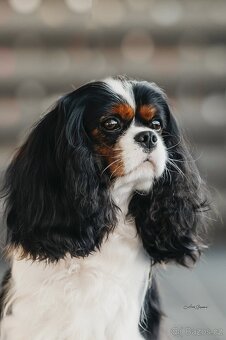 Krycí pes Kavalír King Charles španěl - 2