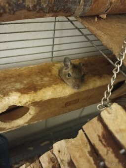 Osmáci degu - 2