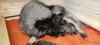 Keeshond - 2
