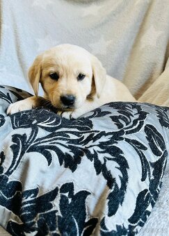štěňata labrador a – připravena k odběru - 2