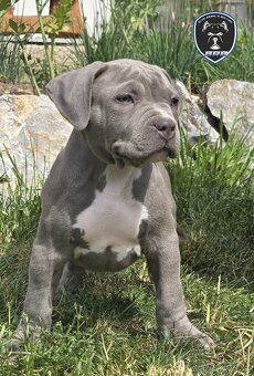 Chlapeček American bully XL k odběru - 2