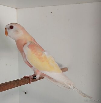 Neofema bourek - 2