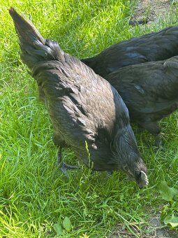 Kohout Ayam cemani - 2