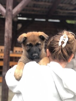 Stenata německého ovcaka - 2