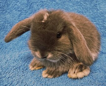 Zakrslý králíček/beránek minilop - 2