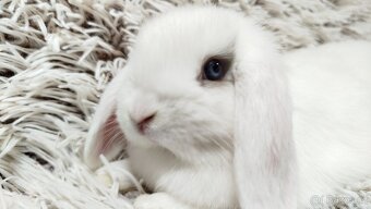 Zakrslý beránek, králíček, králík - FILIP - 2