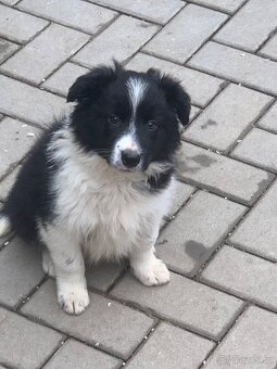 Border kolie - 2