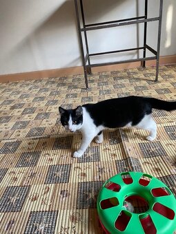 kotě kocourek Felix 4 měsíce - 2