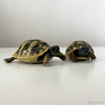 Želva zelenavá mláďata - 2